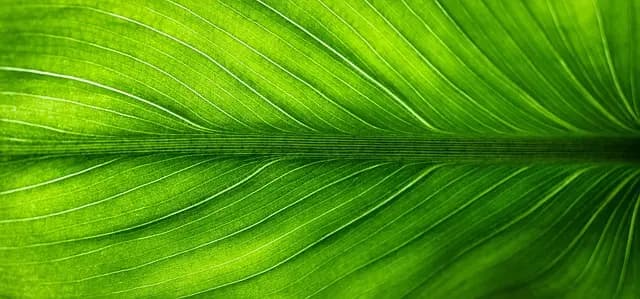 10 Activités de Loisirs Écologiques à Tester pour Renforcer vos Liens Familiaux
