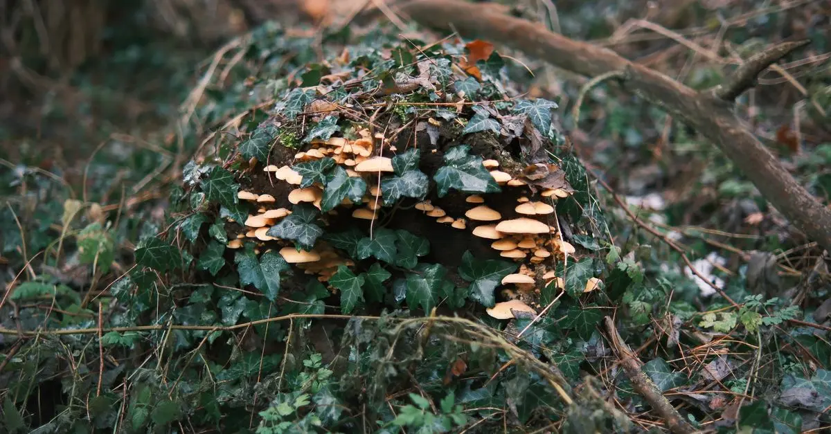 Understanding Local Wildlife in British Woodlands