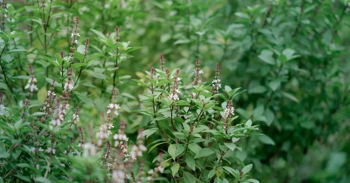 10 Astuces pour Créer un Jardin d'Herbes Aromatiques