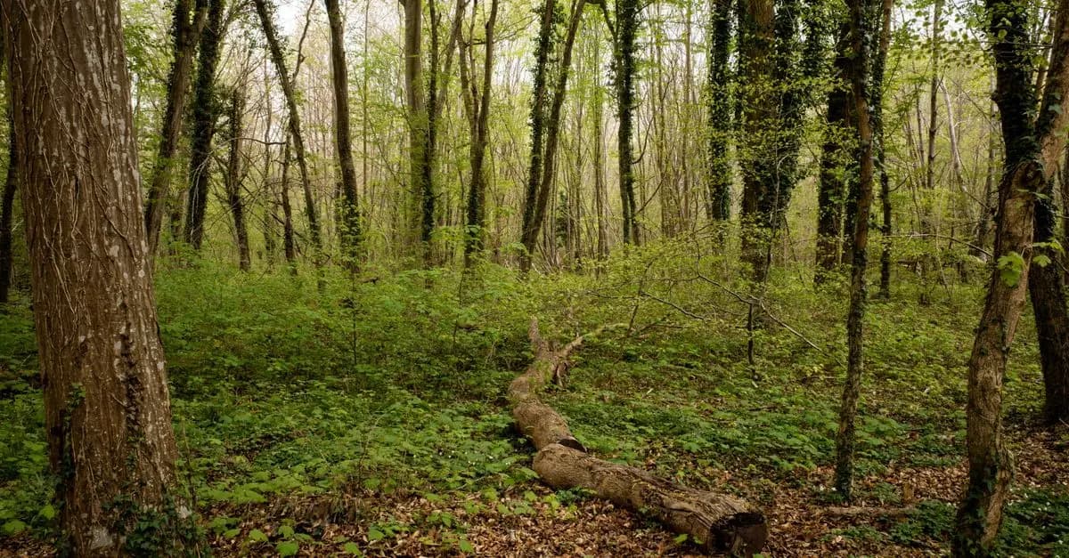 10 Astuces pour Planifier des Activités de Loisirs Écologiques