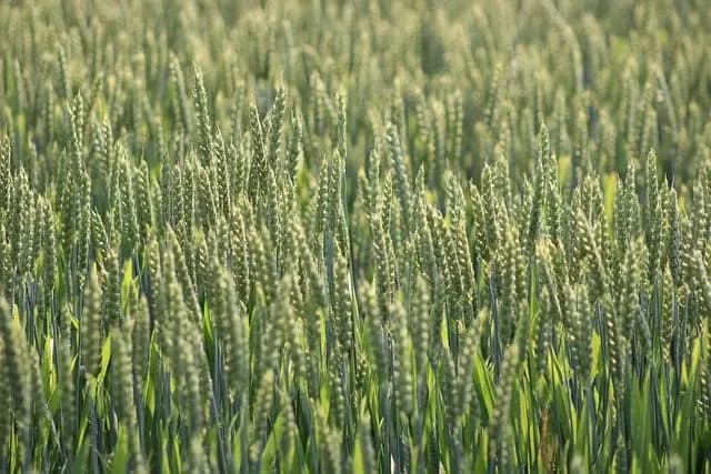 Activités de Loisirs Écologiques à Tester au Royaume-Uni
