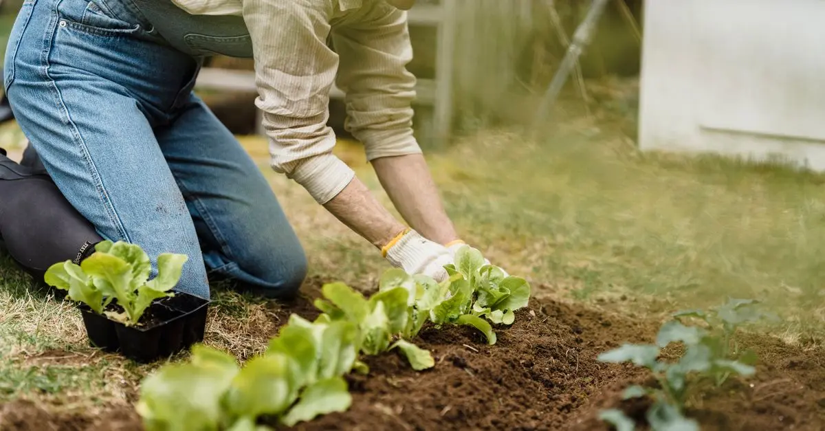 Guide Pratique du Jardinage pour Débutants