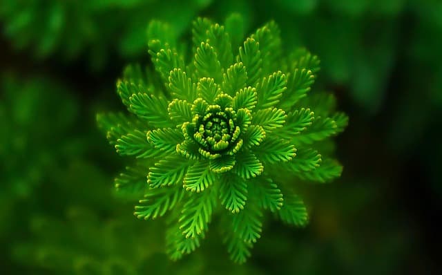10 Idées de Loisirs Écologiques à Tester avec des Amis